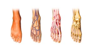 Anatomie du pied